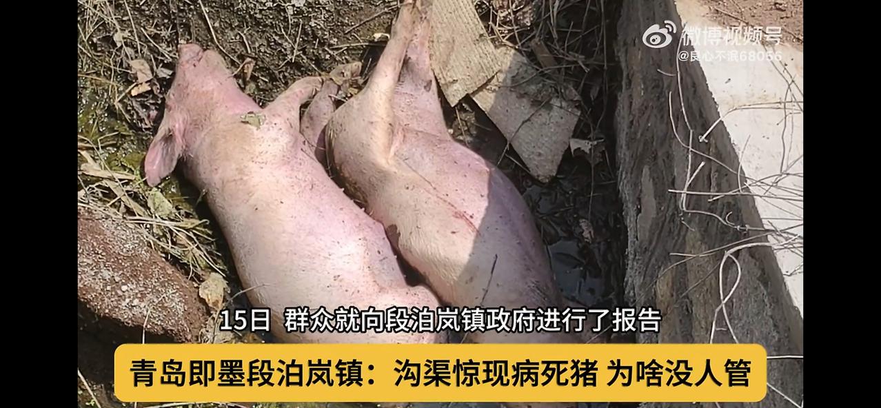 即墨区快速清理现场值得肯定，但公众更期待看到闭环管理：何时建立病死动物溯源机制？