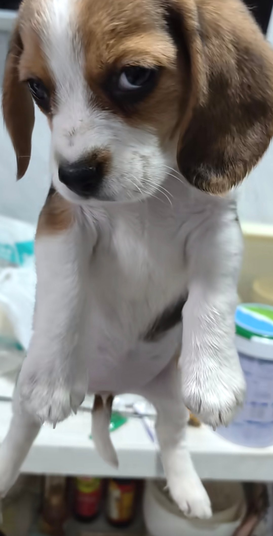 小狗：瞅什么瞅，给我擦皮鞋