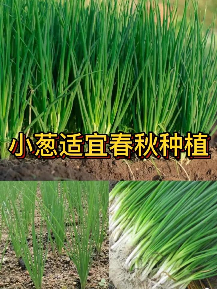 小葱选择在什么时间播种比较合适小葱适合在春秋两季播种。春季一般在3-4月，此时气