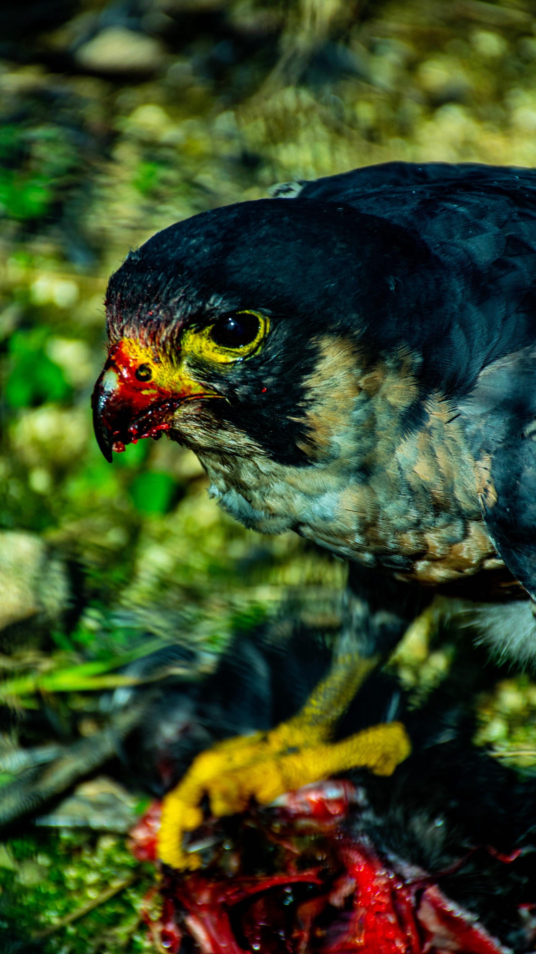 拍到猛禽进食，各位大佬这是什么鸟。