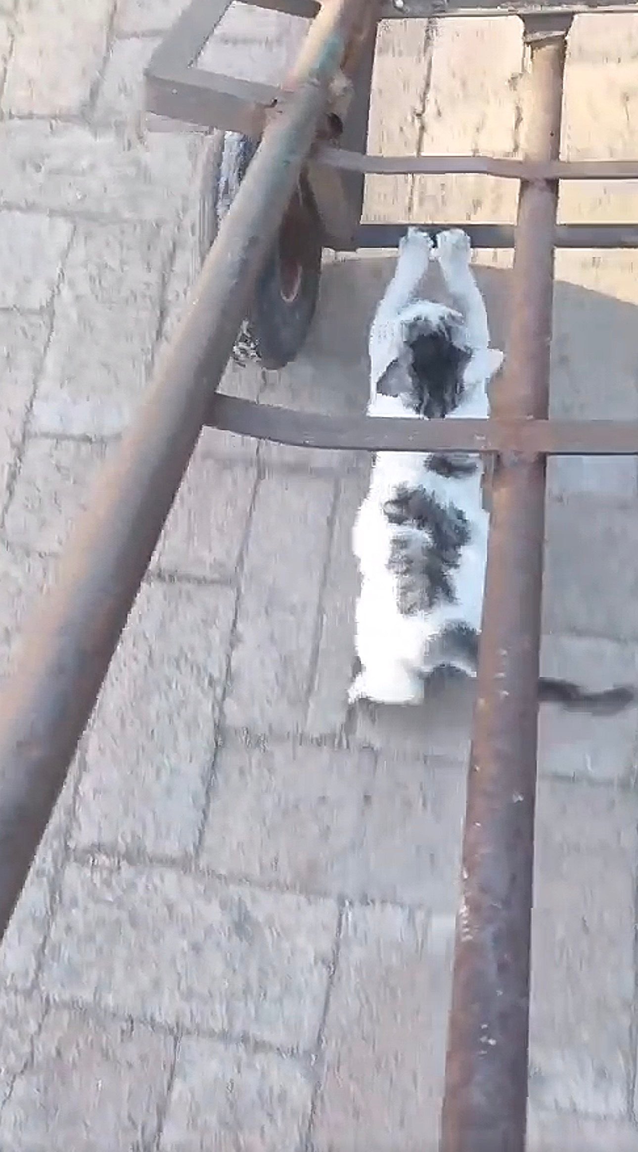 以为小猫在推车结果爪子粘上了第一眼真以为小猫在推车 