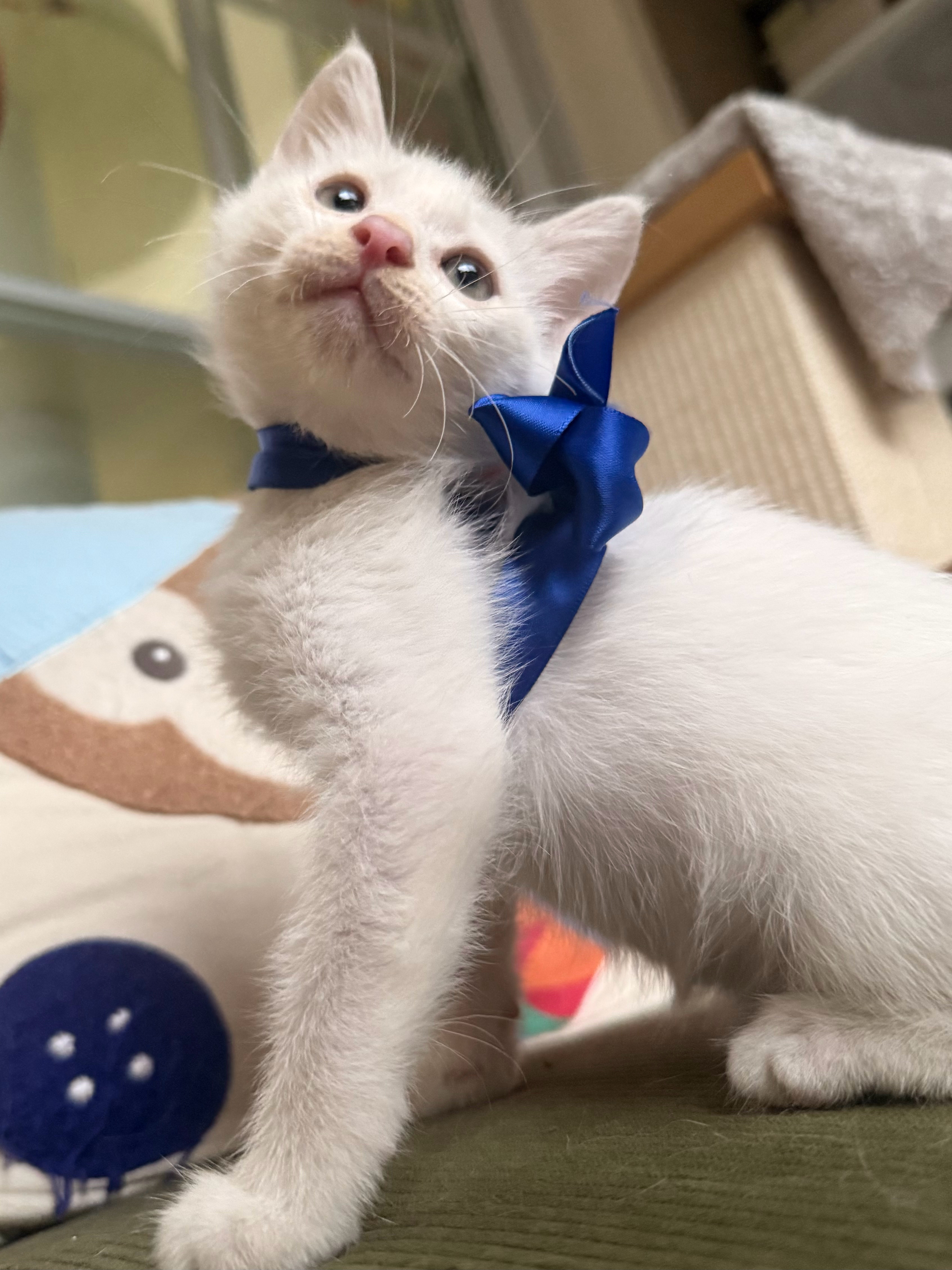 苏州上海地区领养小猫🐈请首页的朋友帮我扩扩感恩小猫是在地库捡的，我们小区的保安