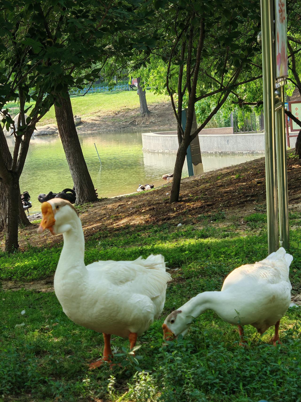 翻相册看到夏天拍的照片，才惊觉那真是人与自然和谐共生的画面。有张照片里，我站在一