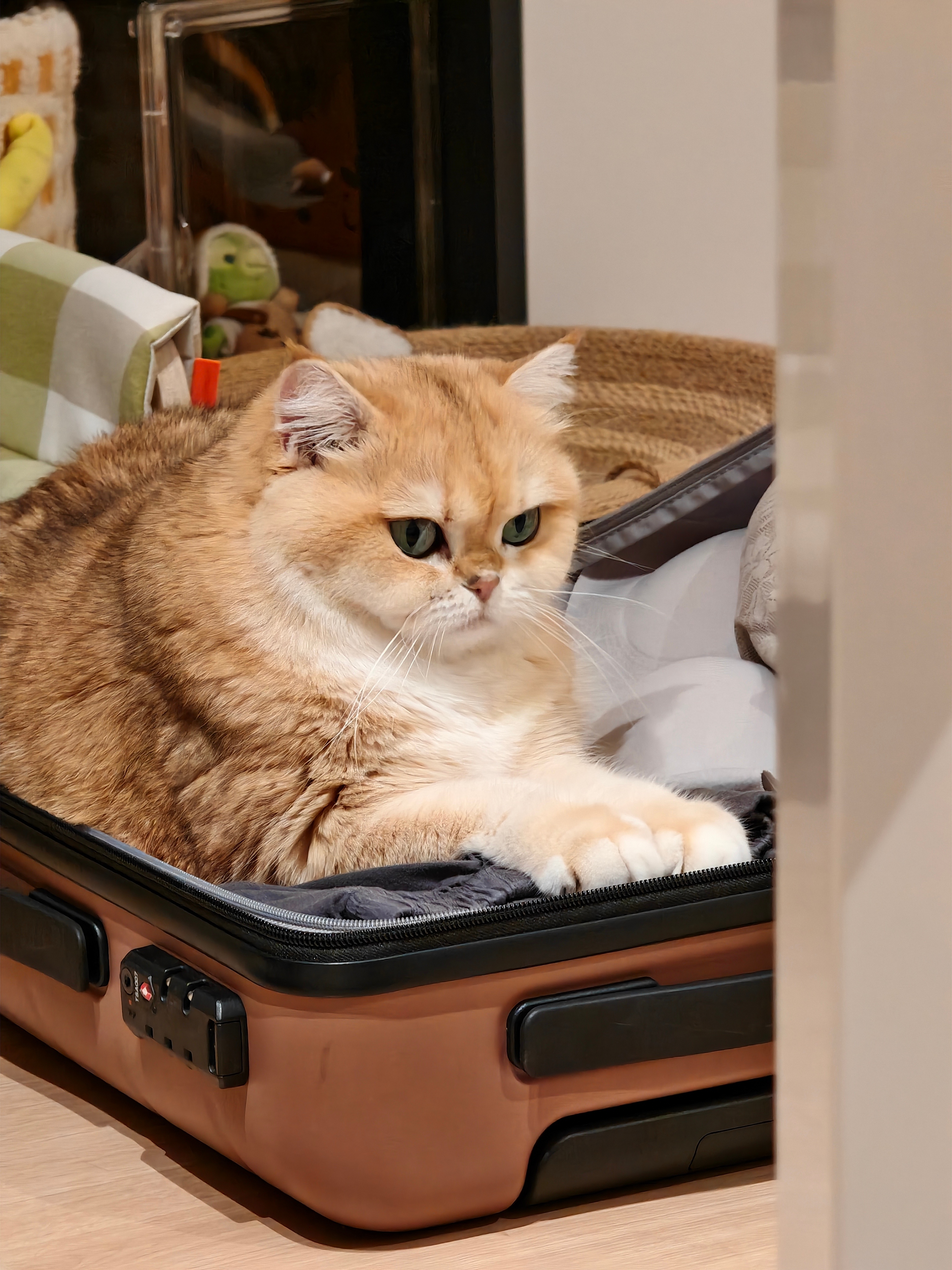 每次系统更新就来试一下动不动[卡皮巴拉] ​​​