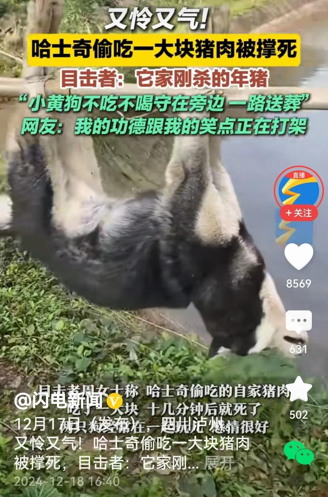 狗狗偷吃猪肉被撑死
人为财死，狗为肉亡？

话说主人杀年猪，狗狗哈士奇有贼心有贼