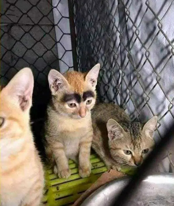 主人:猫妈妈怎么生出个浓眉小猫小猫咪是看不腻的！