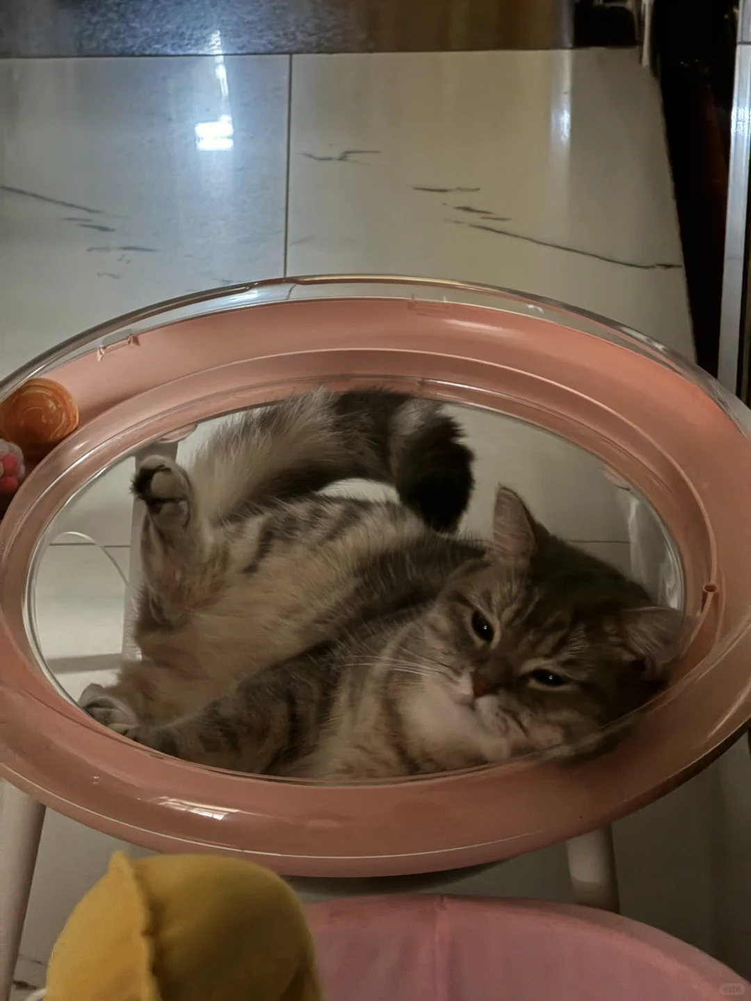 这个太空舱是蒜头唯一睡不腻的猫窝