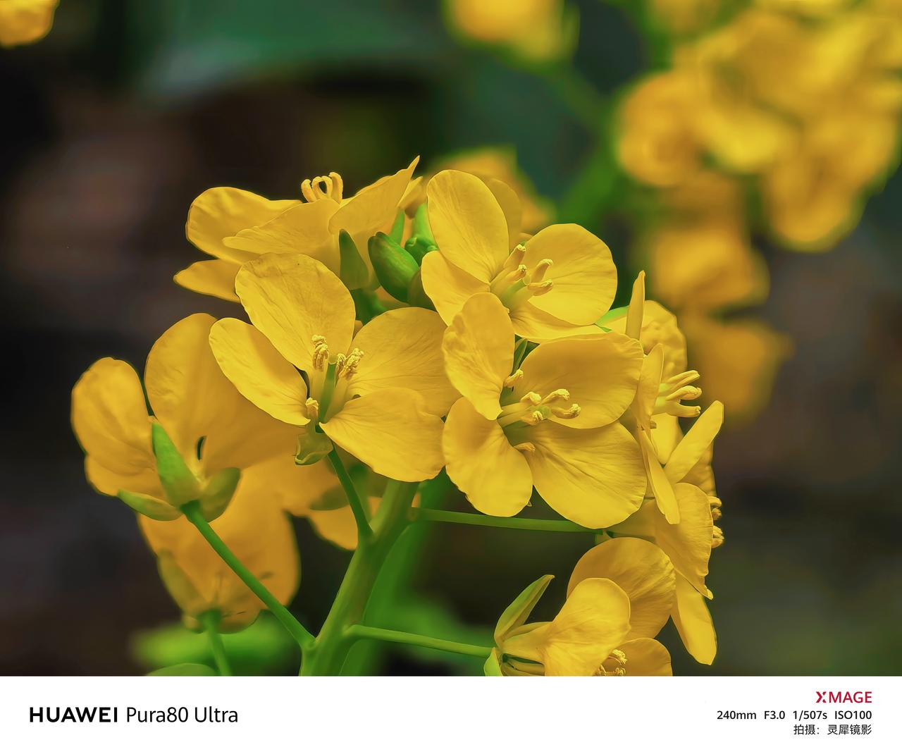 华为Pura 80 Ultra手机里的春色：油菜花
华为Pura 80 Ultr