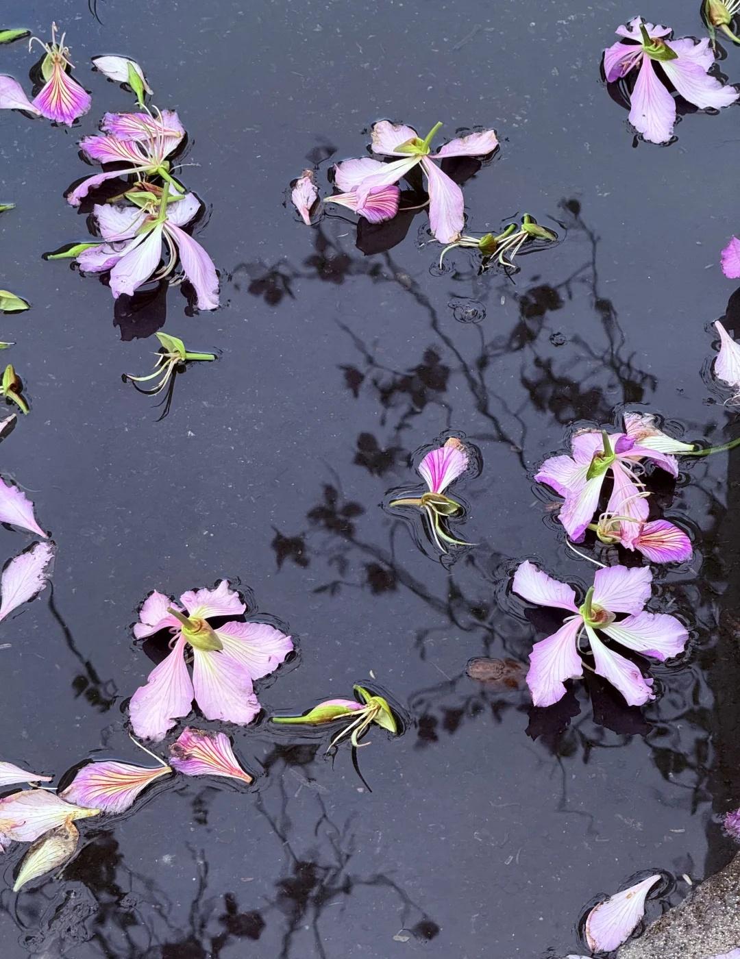 雨后的紫荆花掉了一地真好看！
燕子的日常 清远 雨后的味道 善变的天气 天晴了雨