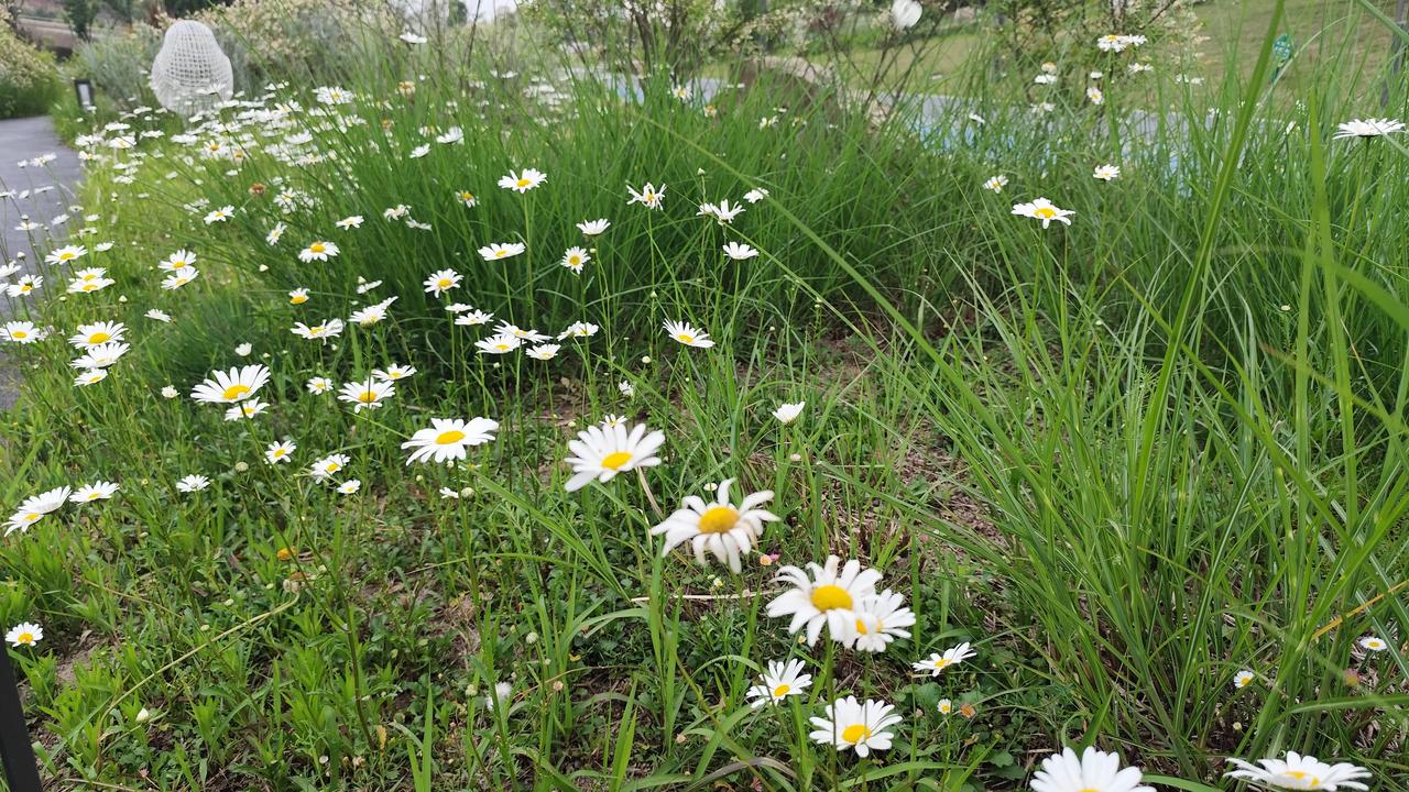 分享随手拍摄的树木和花草照片公园里漂亮的花花们！分享一张你相册里的花草照片