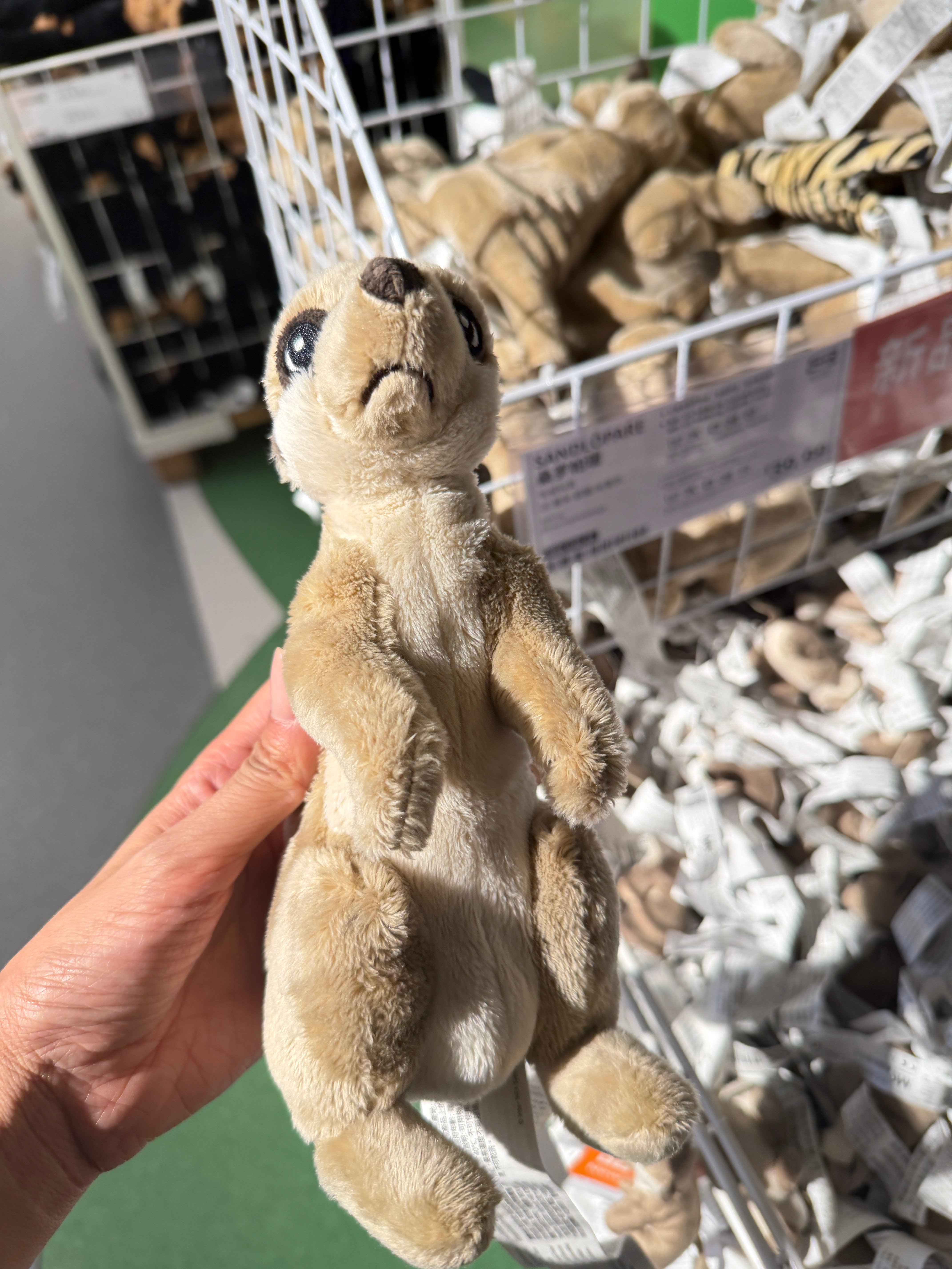 这是什么小动物啊 ​​​