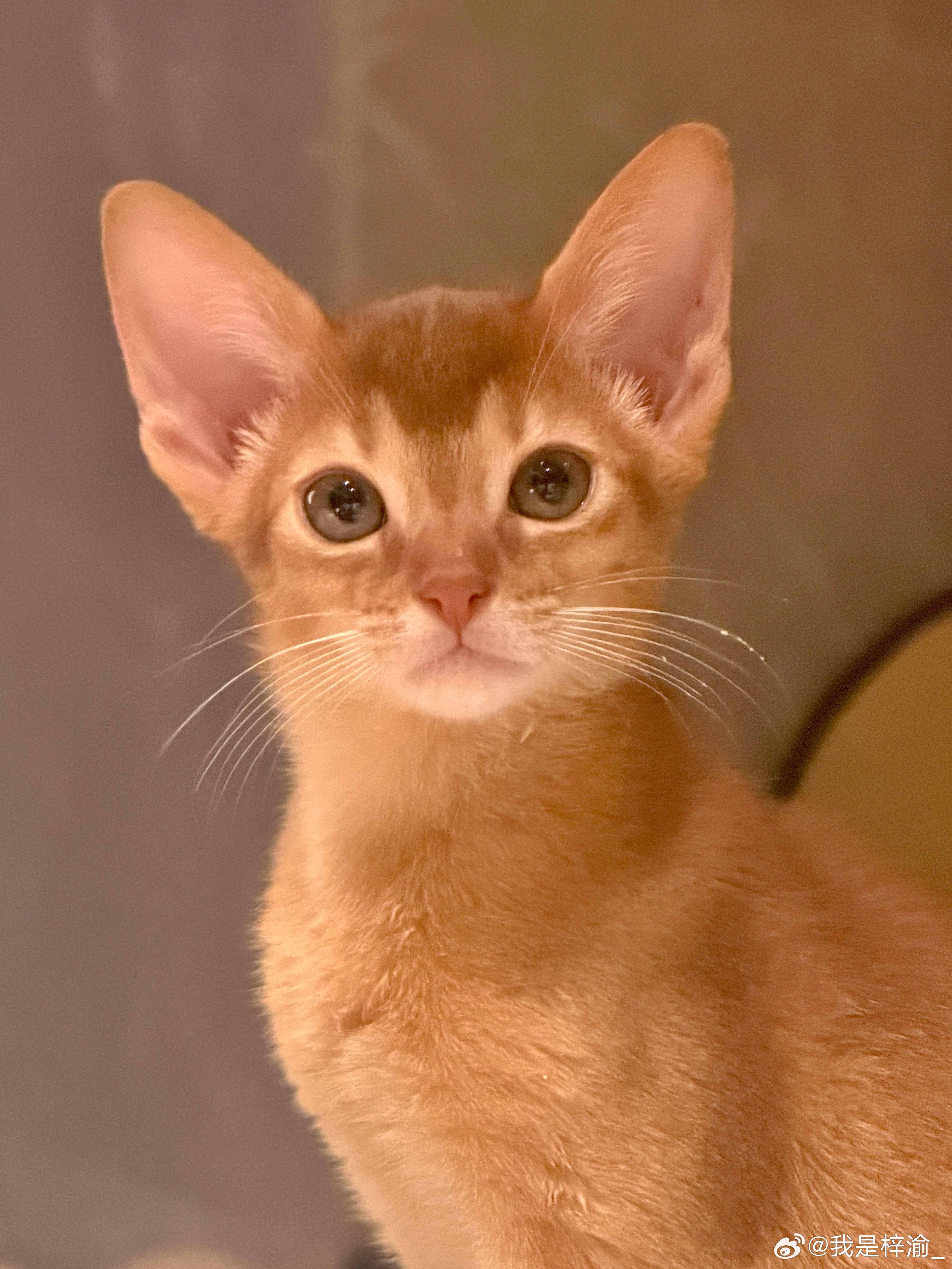 郑朋怎么养了个自己 