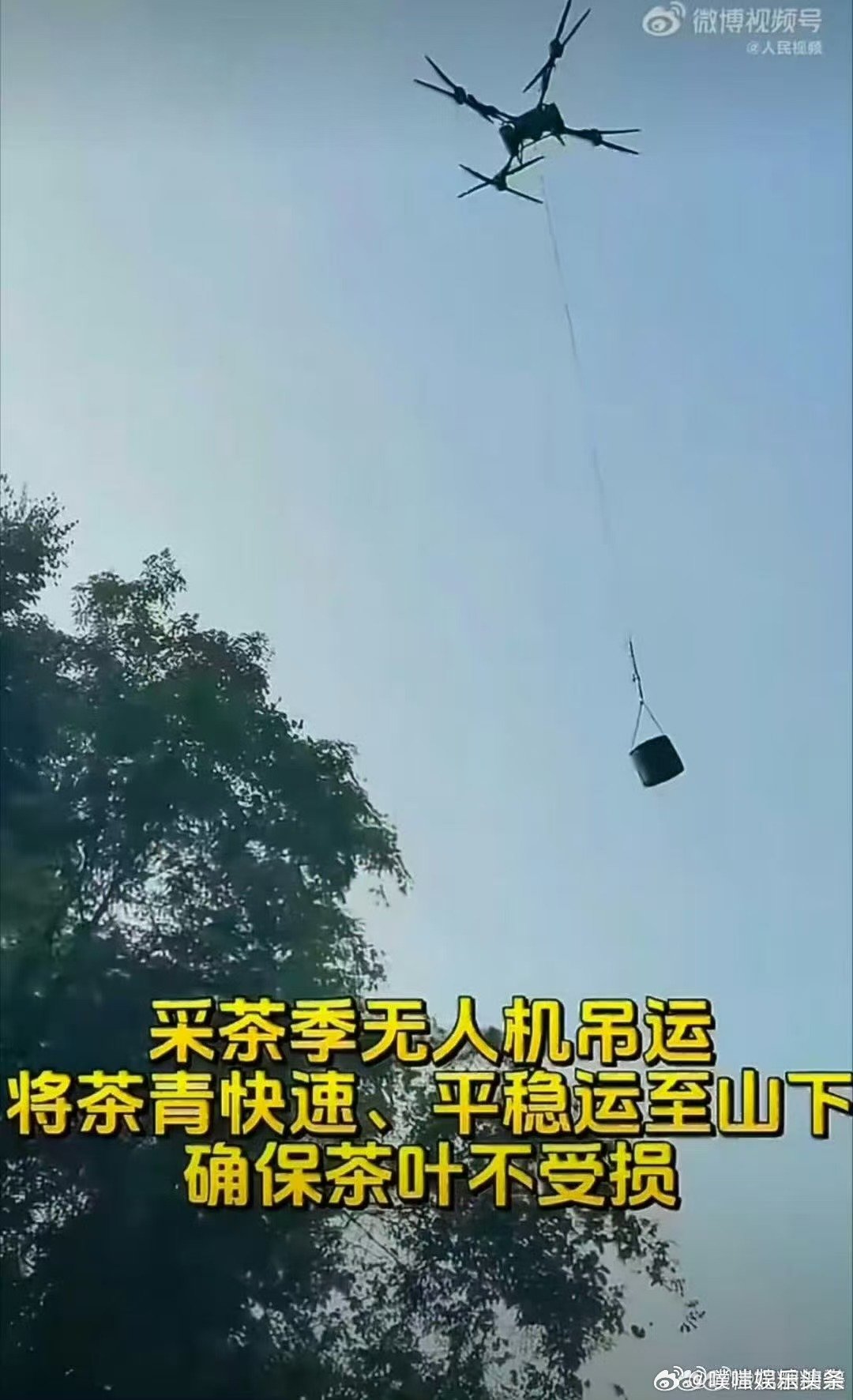 武夷山运茶已经用上无人机了科技走进茶山，武夷山无人机吊运茶青，转运平稳，降低茶叶