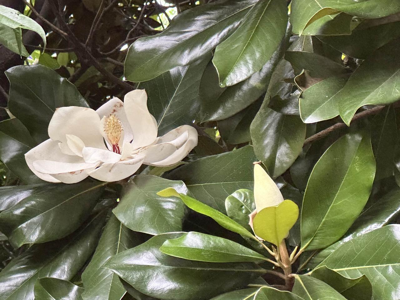 广玉兰开花了。我走过园子的时候，便看见那几株玉兰，枝干上擎着硕大的白花，在微风中