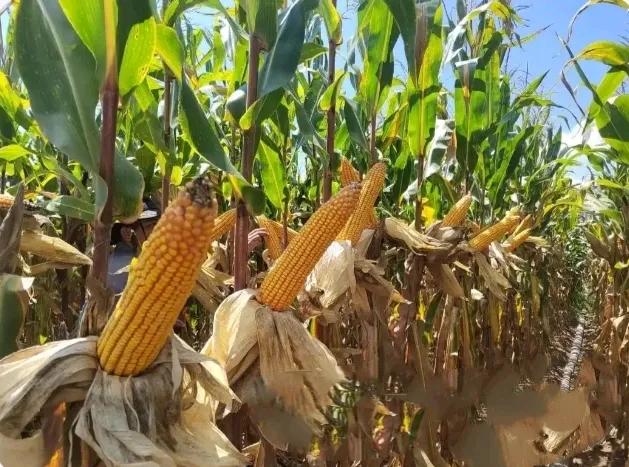 这玩意俺那叫:棒子！

玉米在你们那方言叫什么？