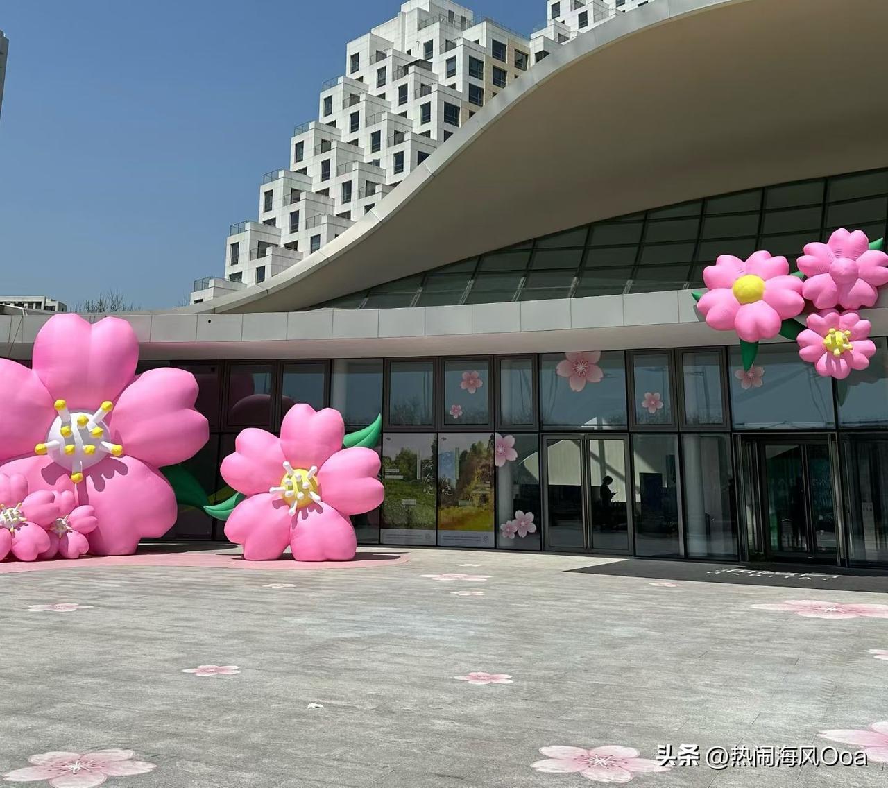 偷得浮生一日闲，约上姐妹，上海边儿溜达溜达，吹吹海风。

岸边的樱花，有的都开过
