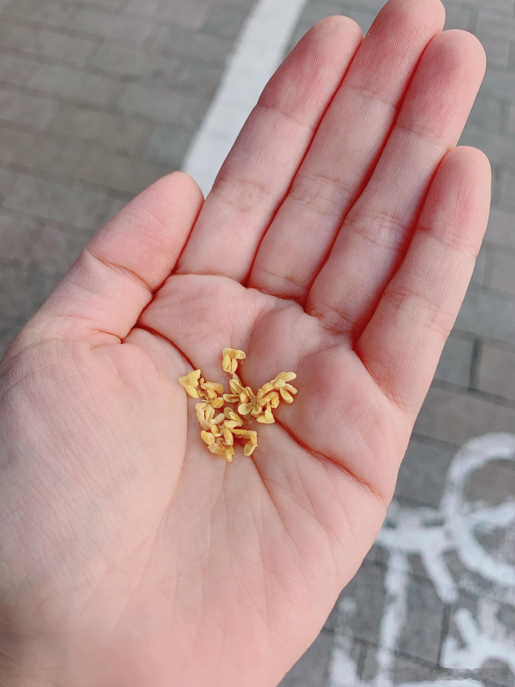 昨晚有外地的朋友问我，杭州的桂花开了吗，国庆假期来杭州玩能不能赏桂。遗憾地通知大