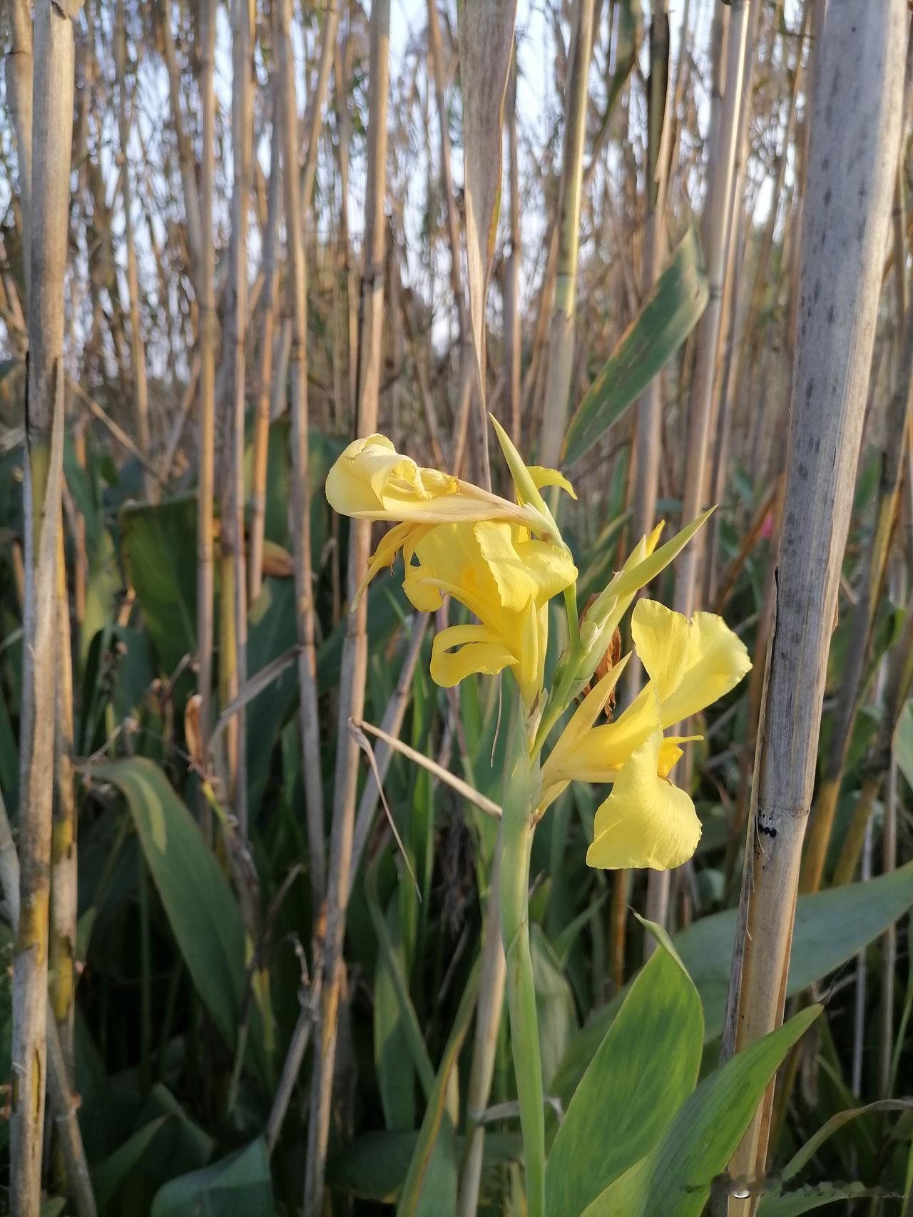 三月七日，沙湖道中遇雨，雨具先去，同行皆狼狈，余独不觉。已而遂晴，故作此词。
