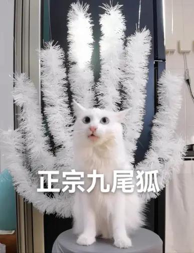 难道这就是传说中的九尾白狐？