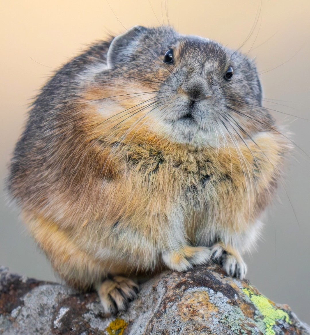 我特别喜欢这位女摄影师拍摄的鼠兔~都特别生动且圆滚滚胖乎乎的【ins：deird