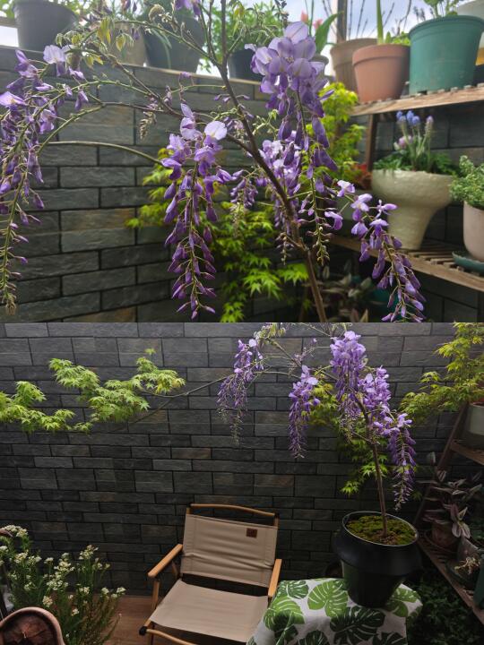 紫藤的高光时刻
