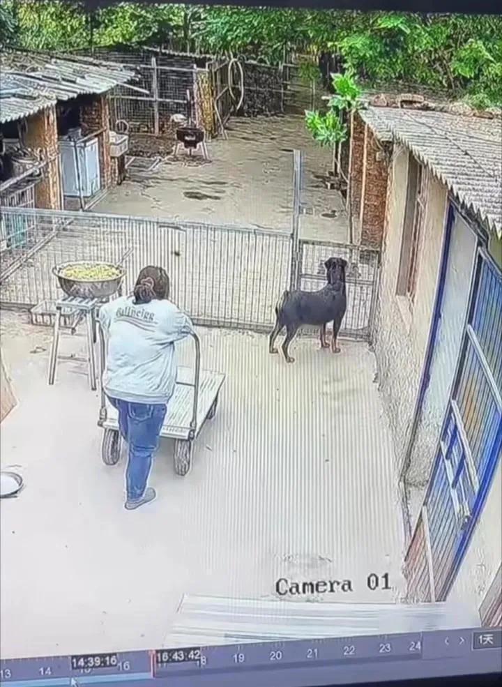 我真的服气罗威纳犬是最护主的犬种了！以前的时候还一直认为杜宾犬最护主呢。我之所以