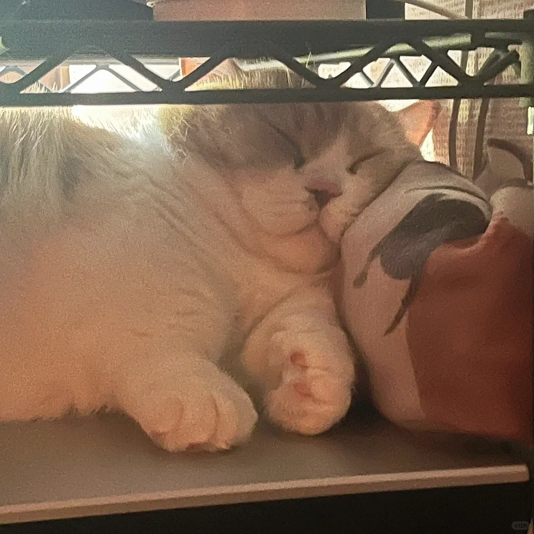 小猫咪也有自己的枕头💤