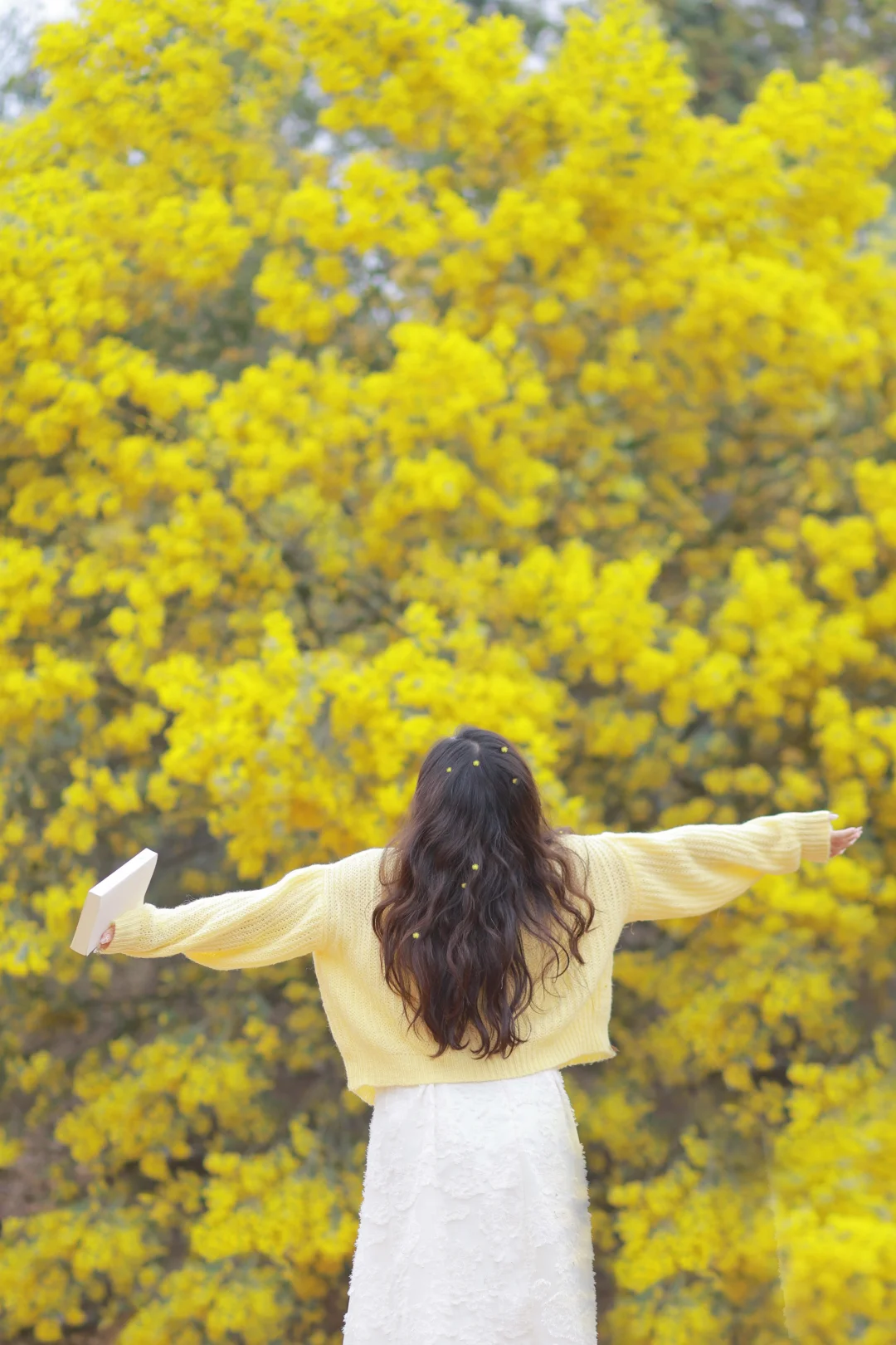 柳州的金合欢开爆了🌼