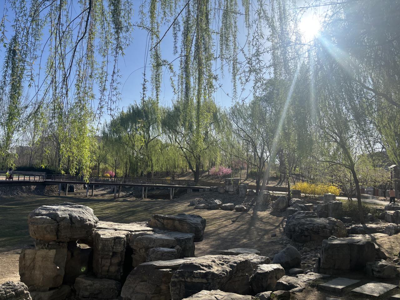 小区垂柳随拍这是我们小区公园的一部分，微风吹过杨柳依依，到了雨季小湖里灌满了水的