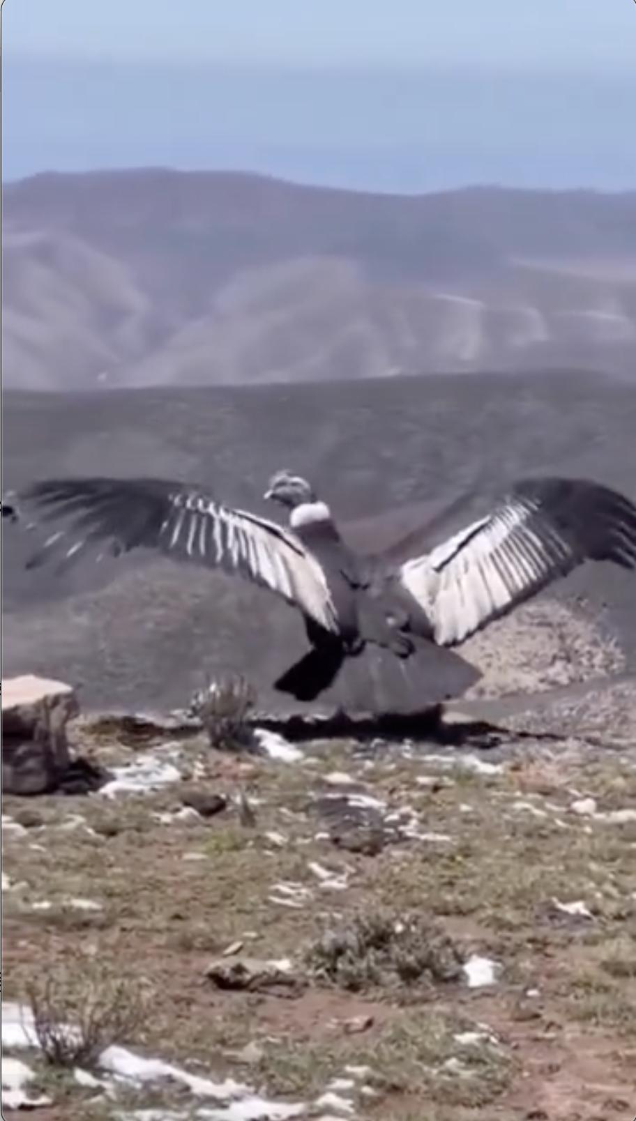 安第斯神鹰放飞

视频链接：