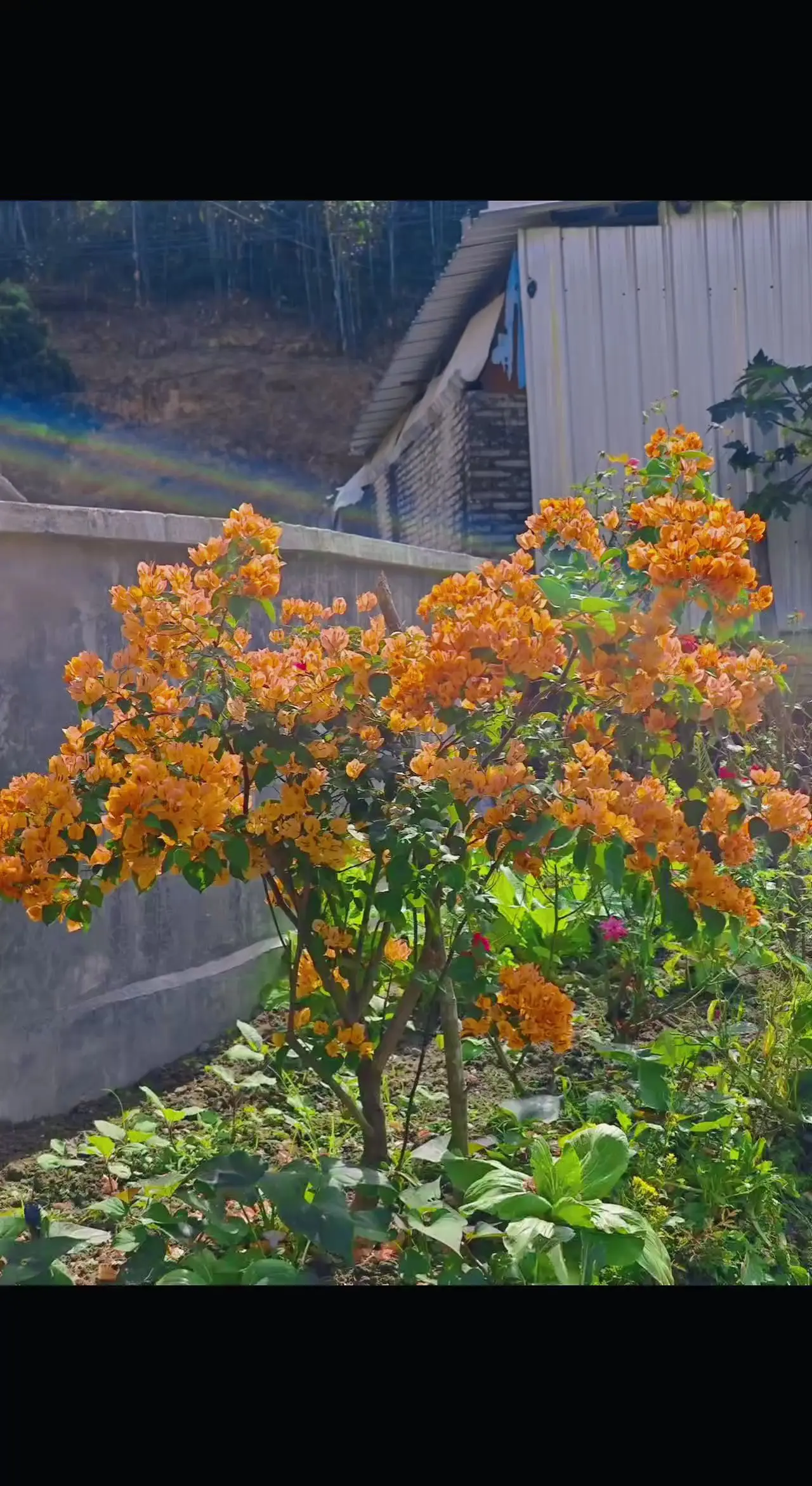 盛开的花朵