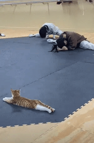 猫猫：看吧，喵喵教可不是这么容易进的哟！[doge] ​ ​​​