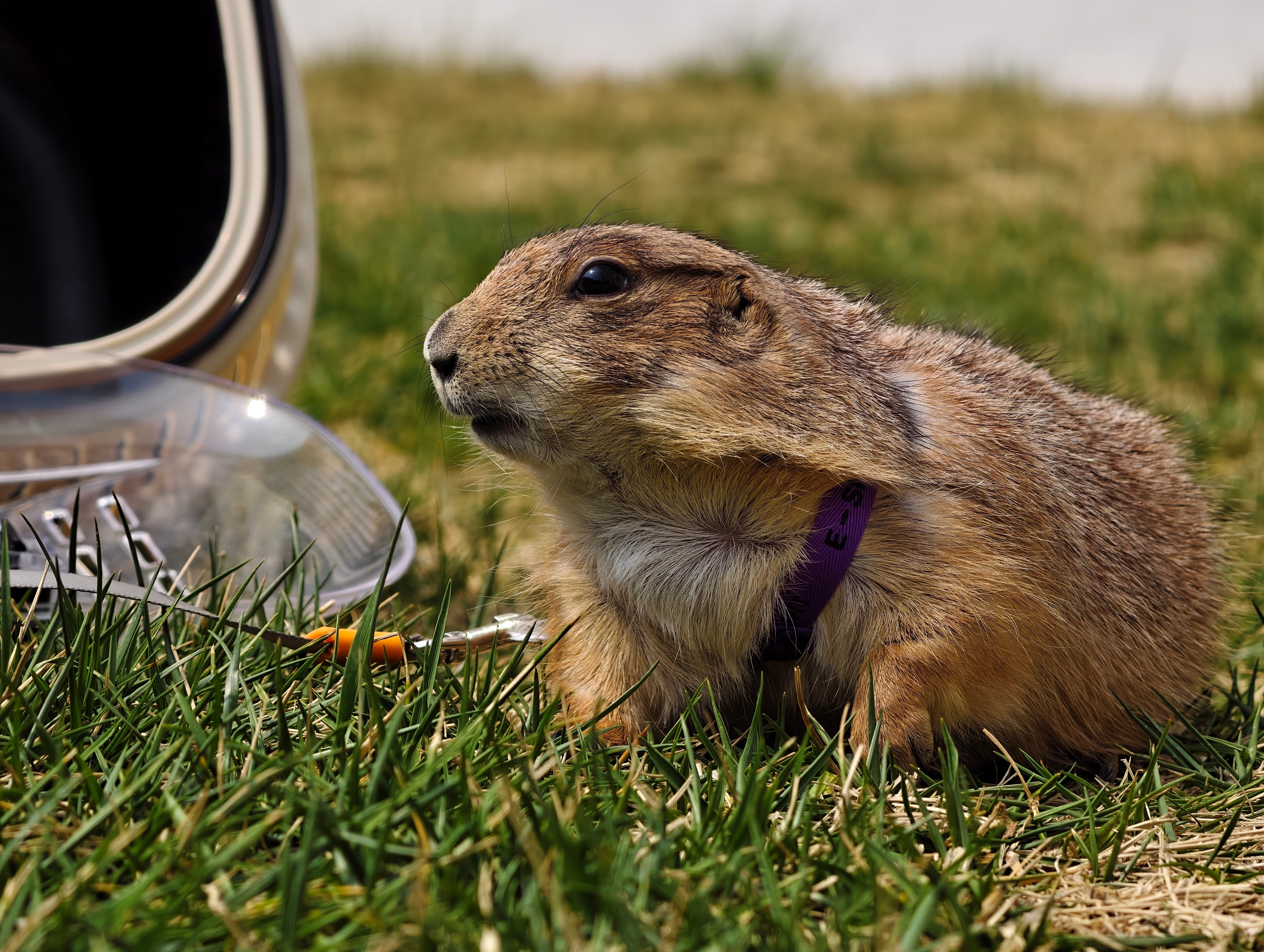 给我们土拨鼠大帝拍拍晒太阳生活照vivo X300 Ultra 是真有让人拿出来