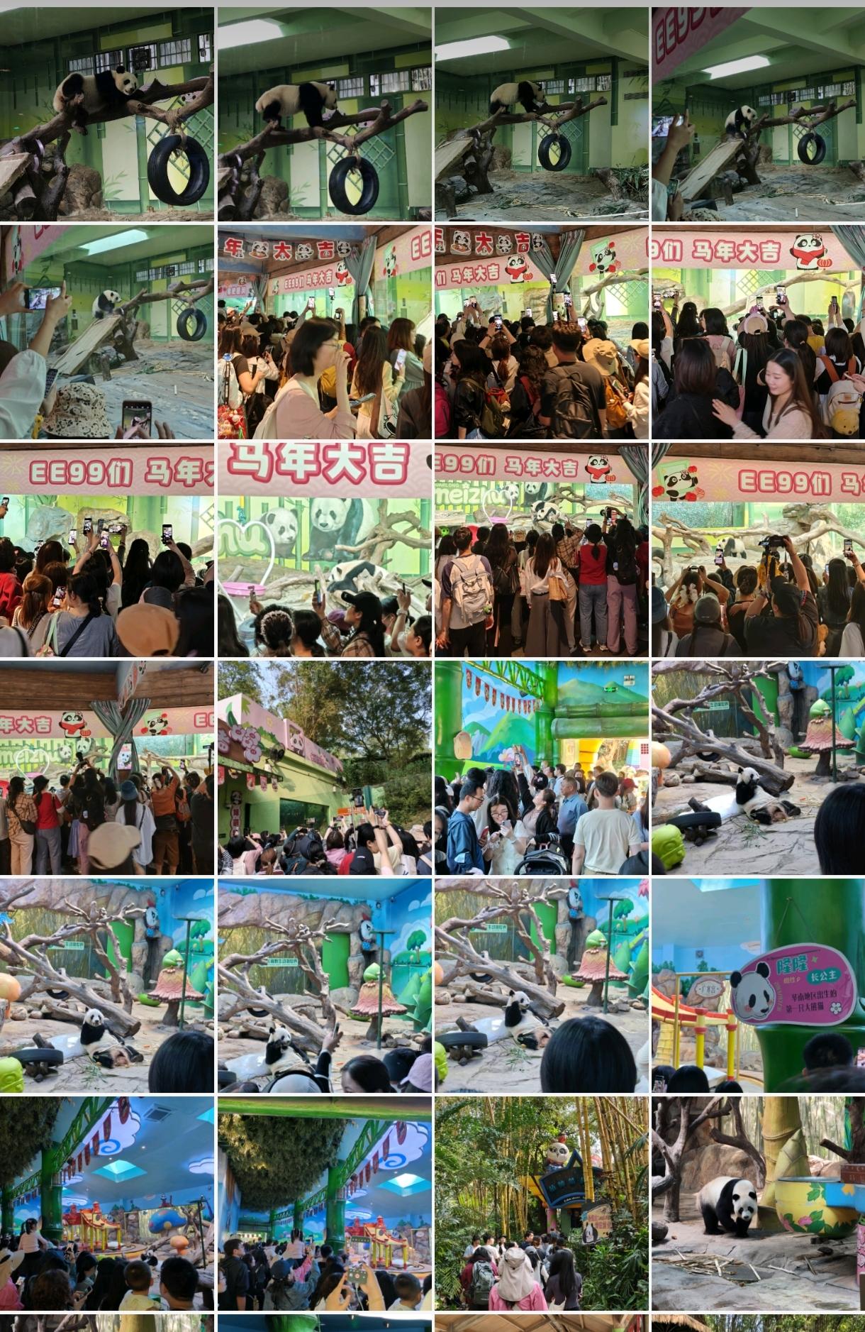 今天是三八妇女节，广州长隆有半价优惠活动，我和女儿就去长隆看大熊猫萌帅酷，亲亲，