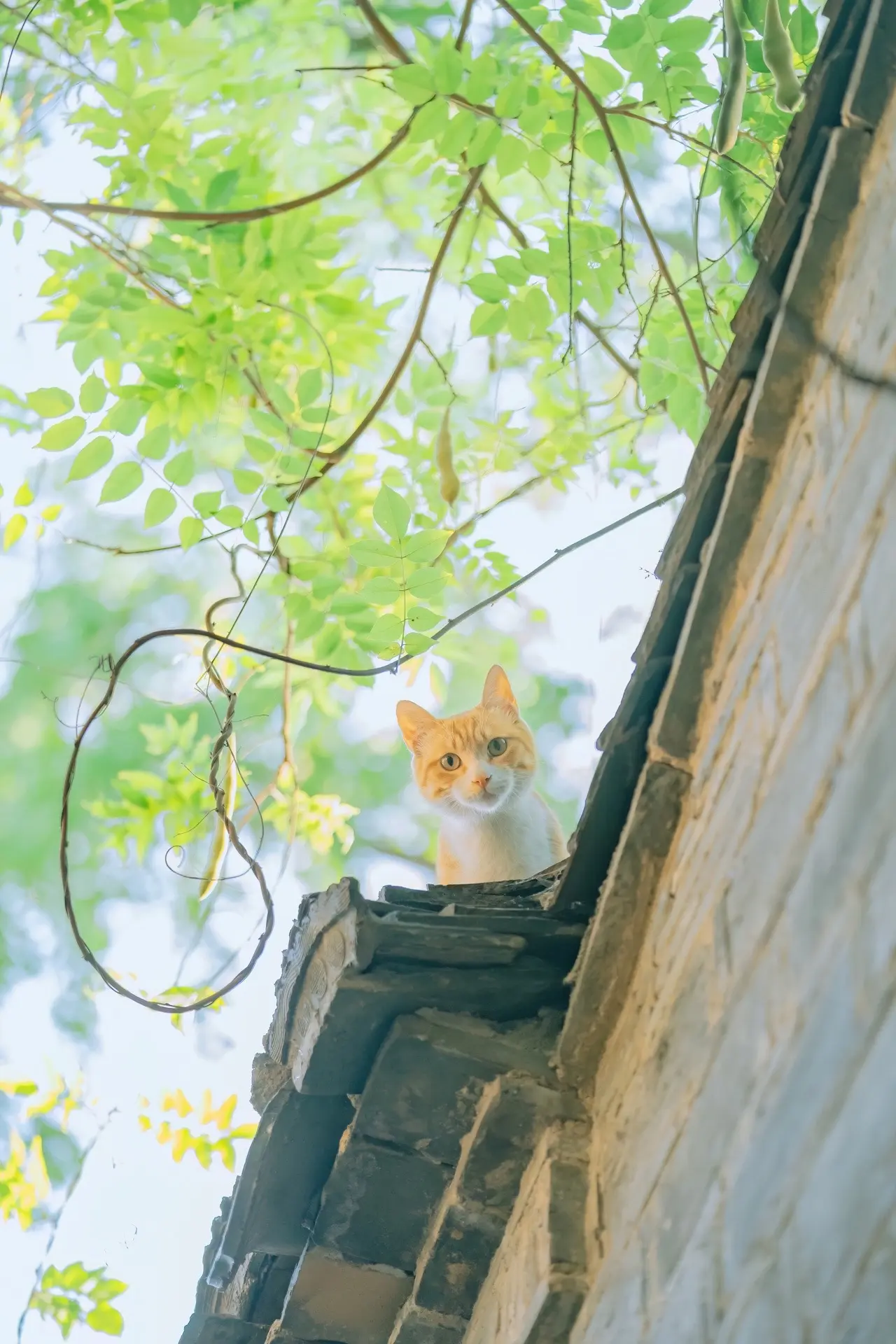 狸次郎的夏天｜治愈人心的猫猫壁纸（十七）继续和大家发这个系列，主要拍于...