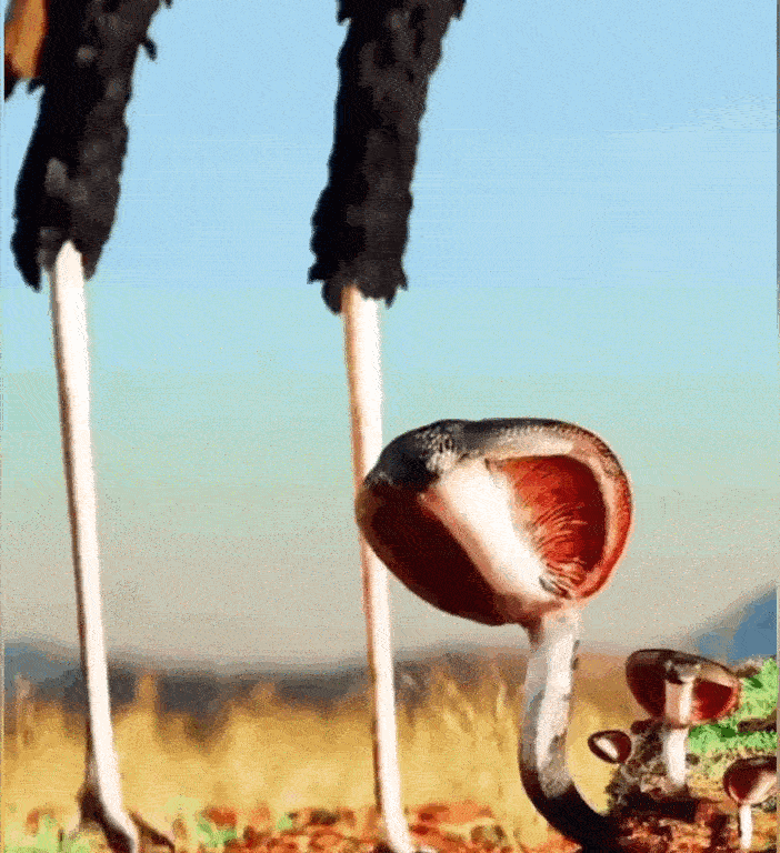 图一：都进化成这个样子，最后还是没有逃过那一脚。
图二：小姐姐还钓鱼呢？反而还被