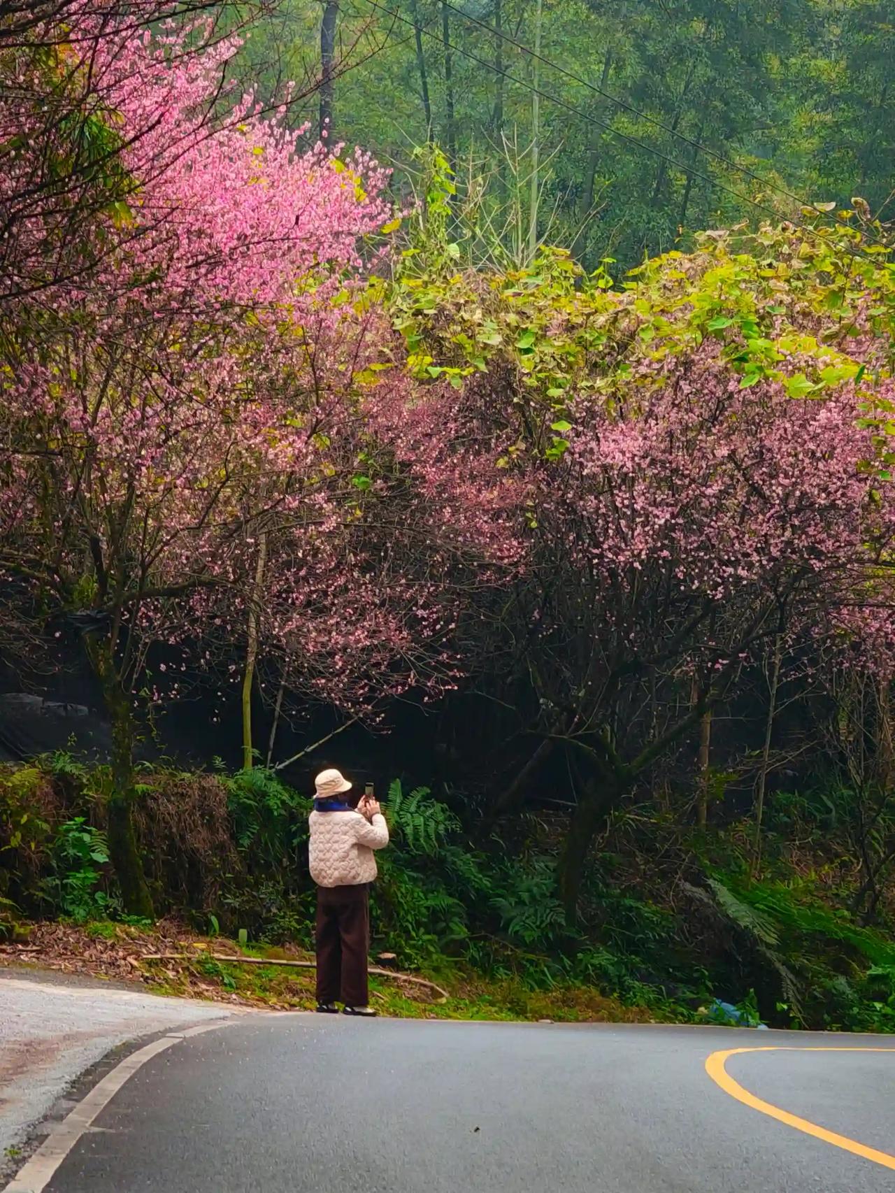 竹海寻梅，寻得一抹梅红，一缕清香。//@头条评论精灵:这描述太美了，竹海寻梅听起