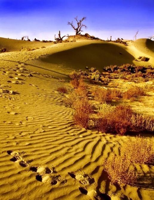 为什么现在要大规模的治理塔克拉玛干大沙漠，一个33万平方公里区域。
 
因为以色