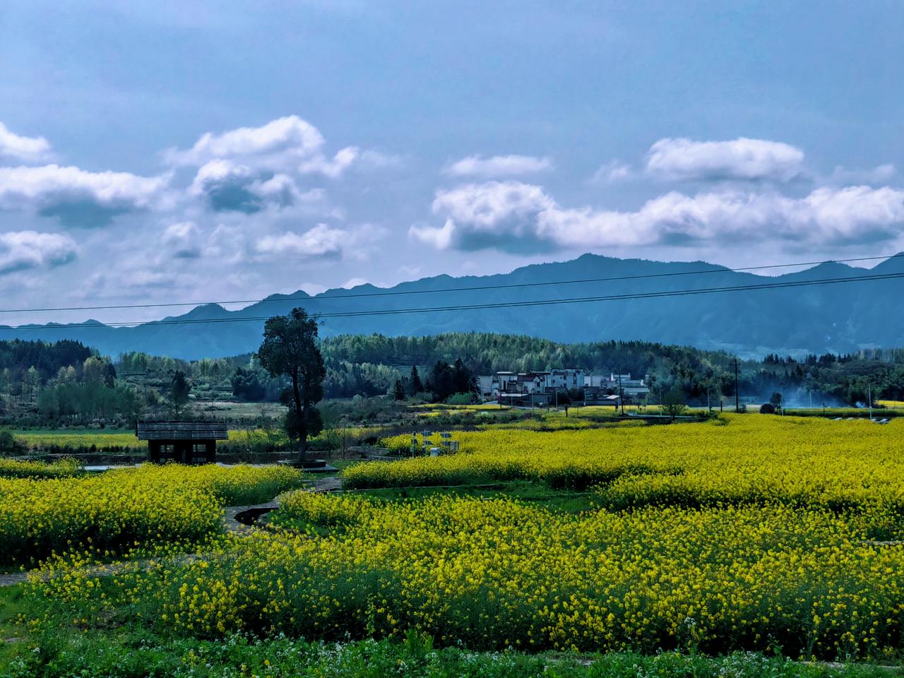 【原创】
皖南黟县碧山旁边的丰梧朴蔓农场，小众看油菜花喝咖啡的好地方，人少，安静