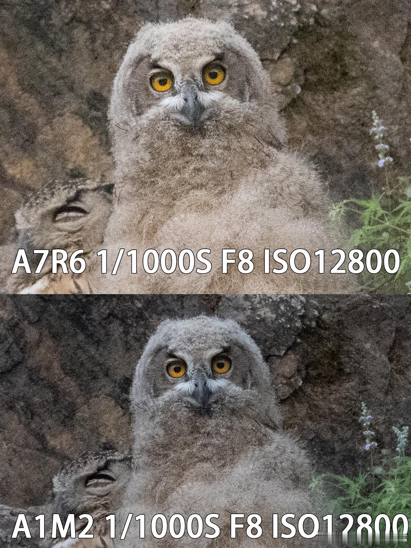 A7R6 A1M2高感对比公布答案上方是A7R6，下方是A1M2之前的投票大家还