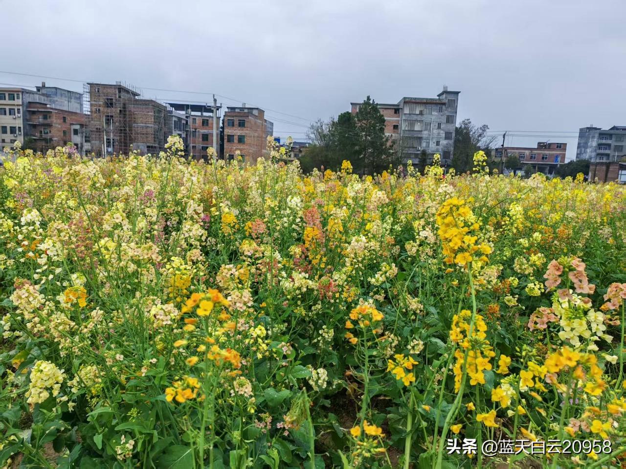 同学说她有一件很烧心的事，让她左右为难。同学就一个儿子，儿子从小叛逆不爱学习，加
