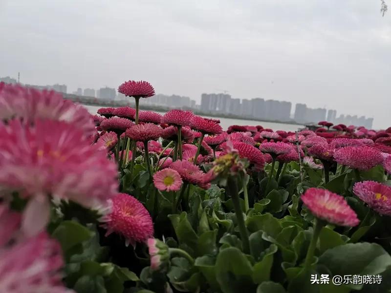 “风吻水面千层浪，燕剪堤边万朵花”，这对联对得妙啊！“风吻”拟人化，把风写得像多