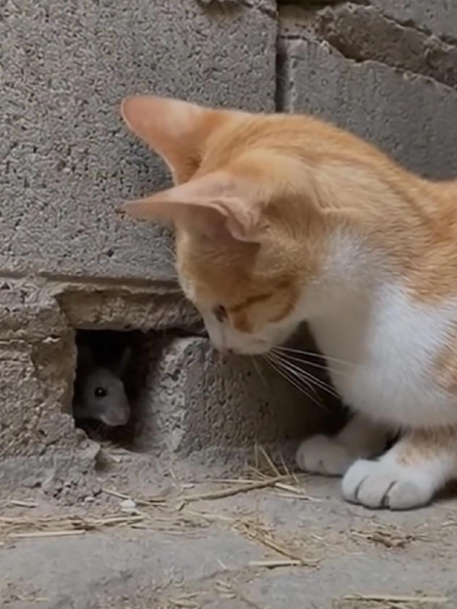 曾经我天真的以为，我躲在自己的洞里面，就没人能拿我怎么样了？后来我才知道，我真的