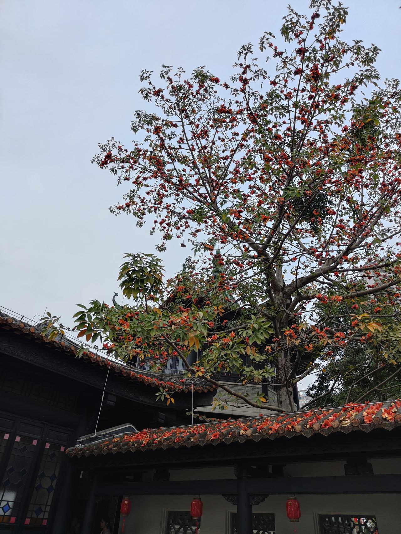 南国之春，花开千树。其花浓艳，别有风韵。
春天处处繁花似锦，不过对久居内地的我们