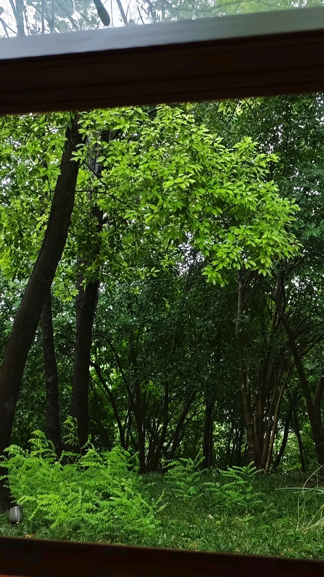 潮湿的绿意，平凡的一天