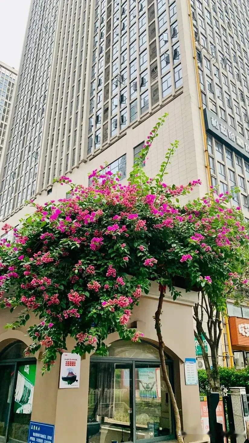 新中国开国元勋里，不少出身贫困家庭。十大元帅中，朱德出生在四川仪陇佃农家庭，9岁