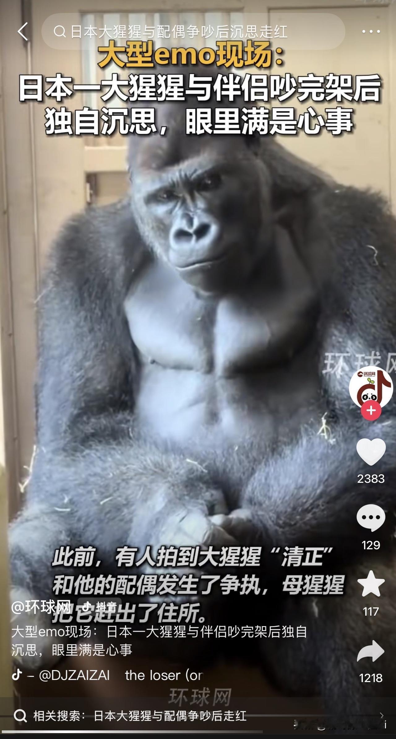 有趣！瞅瞅这大猩猩这死出，像不像你跟老婆吵完架后被撵出卧室的你？

这日本大猩猩