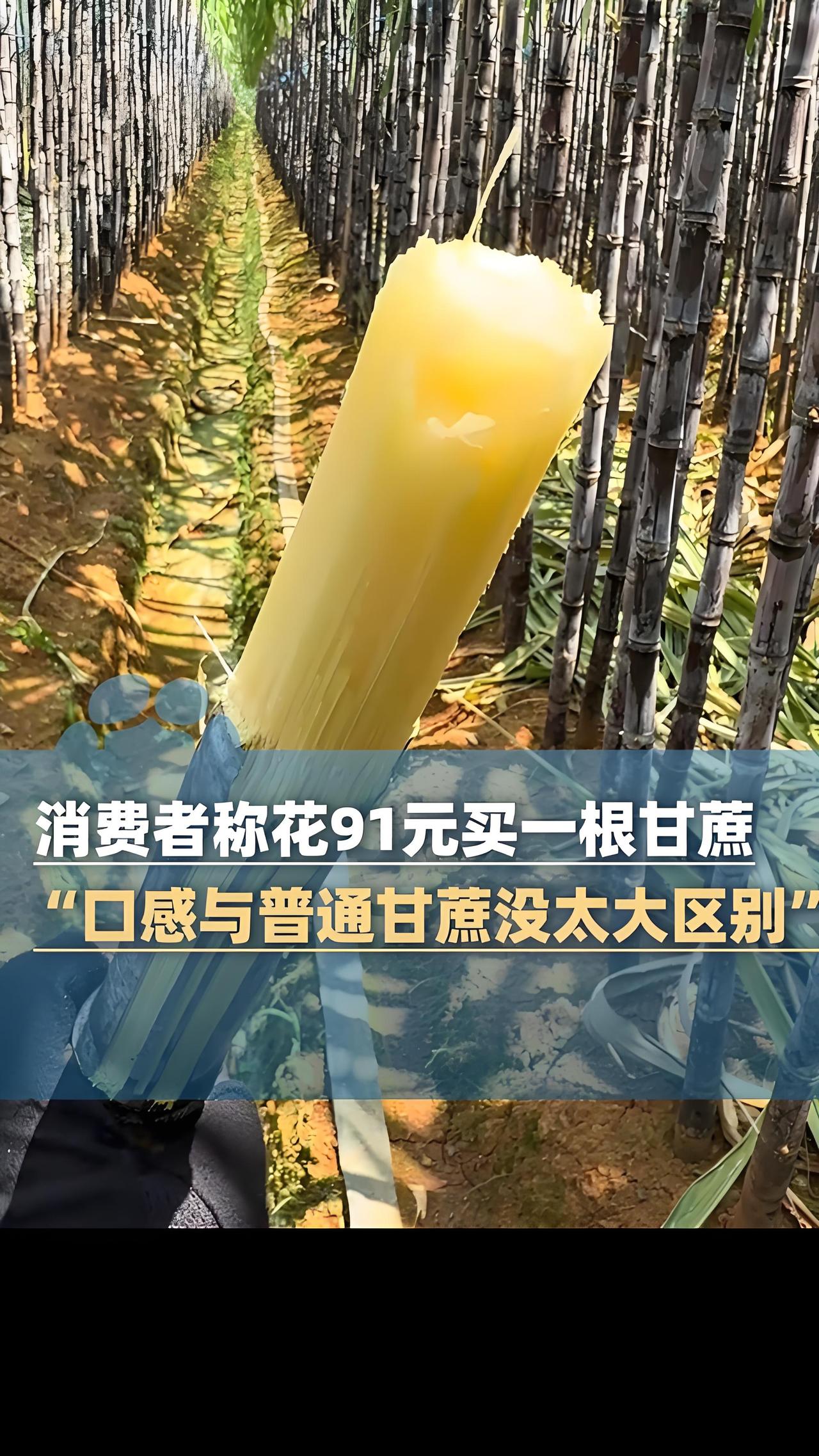 第一口甜，第二口嘴起泡，第三口牙龈出血，后面几天口腔溃疡，吃甘蔗真是痛并快乐着。
