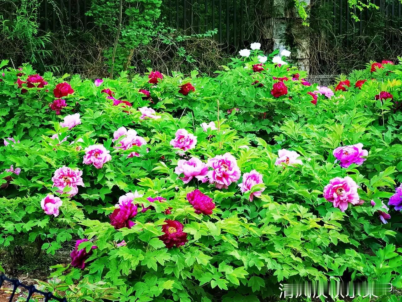 花园盛开，粉嫩花朵与翠绿叶子交织，宛如梦幻仙境。恰似5月青岛老城区街巷中盛开的蔷