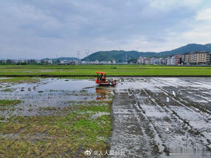 【万物和鸣台州农田白鹭伴耕为生态投下信任票 】春光作序，万物和鸣，在椒江章安有一